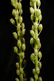 Attēlu rezultāti vaicājumam “Triglochin maritimum fruit”