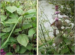 Attēlu rezultāti vaicājumam “Mentha x piperita”