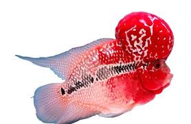 Attēlu rezultāti vaicājumam “Nitella flexilis”