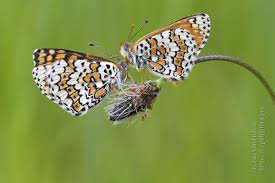Attēlu rezultāti vaicājumam “Melitaea cinxia underside”