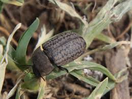 Attēlu rezultāti vaicājumam “Opatrum sabulosum”