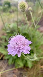 Image result for Scabiosa canescens