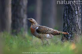 Attēlu rezultāti vaicājumam “Tetrao urogallus female”