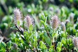 Attēlu rezultāti vaicājumam “Exobasidium uvae-ursi”