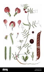 Attēlu rezultāti vaicājumam “Vicia angustifolia”