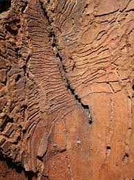 Attēlu rezultāti vaicājumam “Scolytus ratzeburgi”