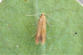 Attēlu rezultāti vaicājumam “Tischeria ekebladella”