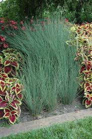 Attēlu rezultāti vaicājumam “Juncus inflexus”