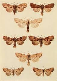 Attēlu rezultāti vaicājumam “Apamea epomidion”