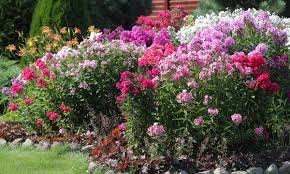 Image result for Phlox paniculata `Sweet Summer`