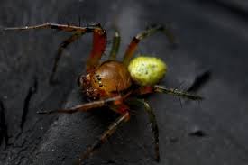 Attēlu rezultāti vaicājumam “Araniella male”