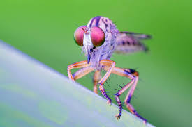 Attēlu rezultāti vaicājumam “Asilidae”