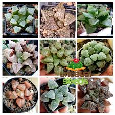 Image result for Haworthia mix