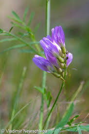 Attēlu rezultāti vaicājumam “Astragalus arenarius leaf”