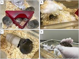 Attēlu rezultāti vaicājumam “Cricetidae”