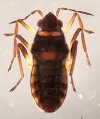 Attēlu rezultāti vaicājumam “Licea pygmaea macro”