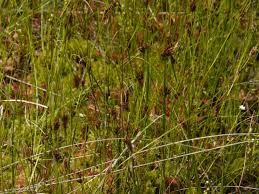 Attēlu rezultāti vaicājumam “Rhynchospora fusca”