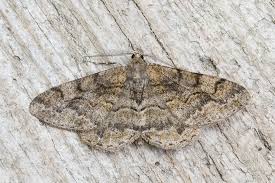 Attēlu rezultāti vaicājumam “Alcis repandata”