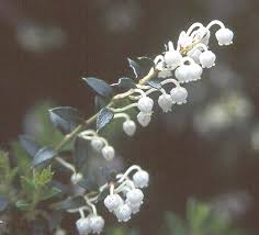 Attēlu rezultāti vaicājumam “Gaultheria cuneata”
