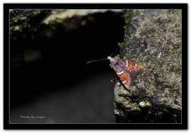 Attēlu rezultāti vaicājumam “Pyralis regalis”