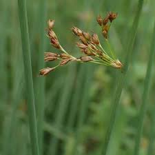 Attēlu rezultāti vaicājumam “Juncus inflexus bud”