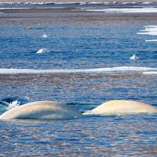 Image result for Delphinapterus leucas