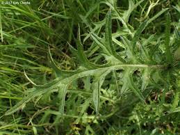 Attēlu rezultāti vaicājumam “Cirsium palustre flower”