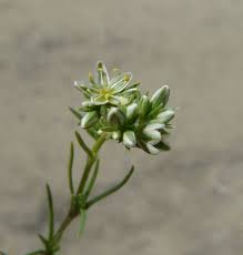 Attēlu rezultāti vaicājumam “Scleranthus perennis flower”