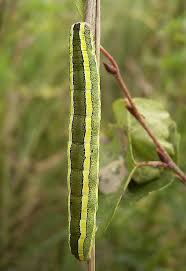 Attēlu rezultāti vaicājumam “Ceramica pisi”