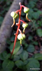 Attēlu rezultāti vaicājumam “Pyrola chlorantha flower”