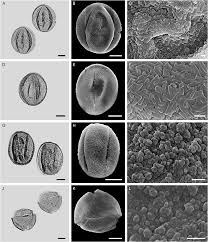 Attēlu rezultāti vaicājumam “Phleogena faginea sessile”