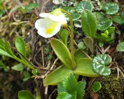 Attēlu rezultāti vaicājumam “Pinguicula alpina”