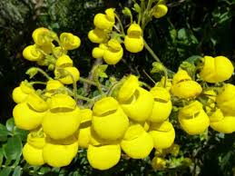 Image result for Calceolaria