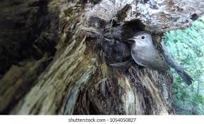 Attēlu rezultāti vaicājumam “Muscicapa striata nest”