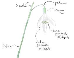 Attēlu rezultāti vaicājumam “Galanthus nivalis bud”