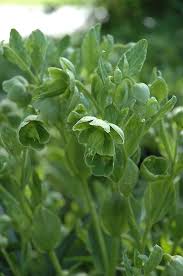 Image result for Helleborus foetidus