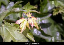 Attēlu rezultāti vaicājumam “Acer campestre leaf”