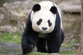 Résultat de recherche d'images pour "pandas"