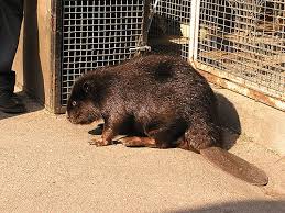 Attēlu rezultāti vaicājumam “Castor fiber”