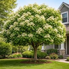 Attēlu rezultāti vaicājumam “Catalpa”