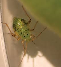 Attēlu rezultāti vaicājumam “Lygus nymph nymph”