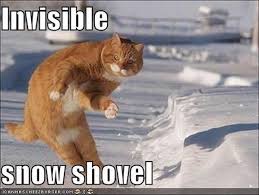Image result for invisible cat