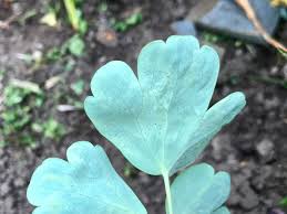 Attēlu rezultāti vaicājumam “Phytomyza minuscula”