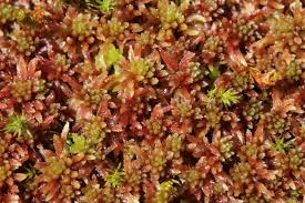 Attēlu rezultāti vaicājumam “Sphagnum capillifolium”