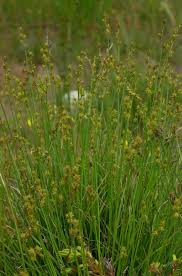 Attēlu rezultāti vaicājumam “Carex echinata”