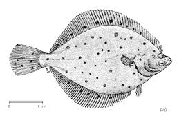Image result for Pleuronectes platessa