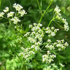 Image result for Anthriscus cerefolium