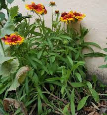 Image result for Gaillardia `Kobold`