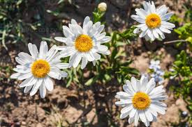 Attēlu rezultāti vaicājumam “Leucanthemum vulgare flower”