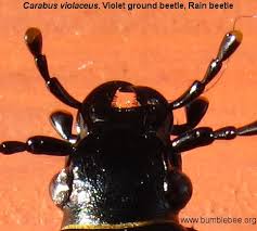 Attēlu rezultāti vaicājumam “Carabus violaceus”